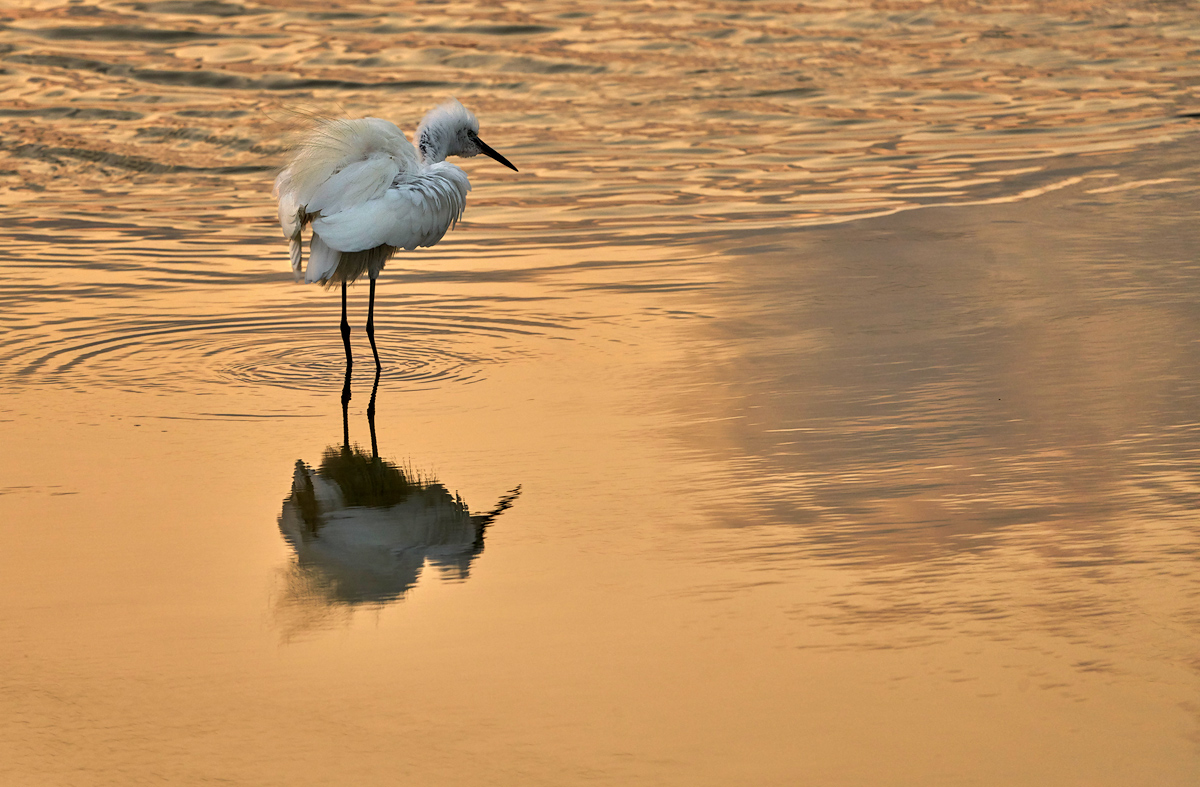 photo "Вечерний Птиц" tags: nature, Вечерний Птиц