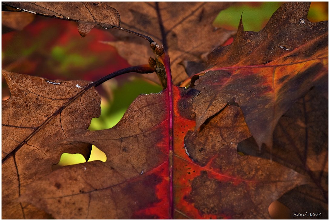 photo "***" tags: nature, macro and close-up, 