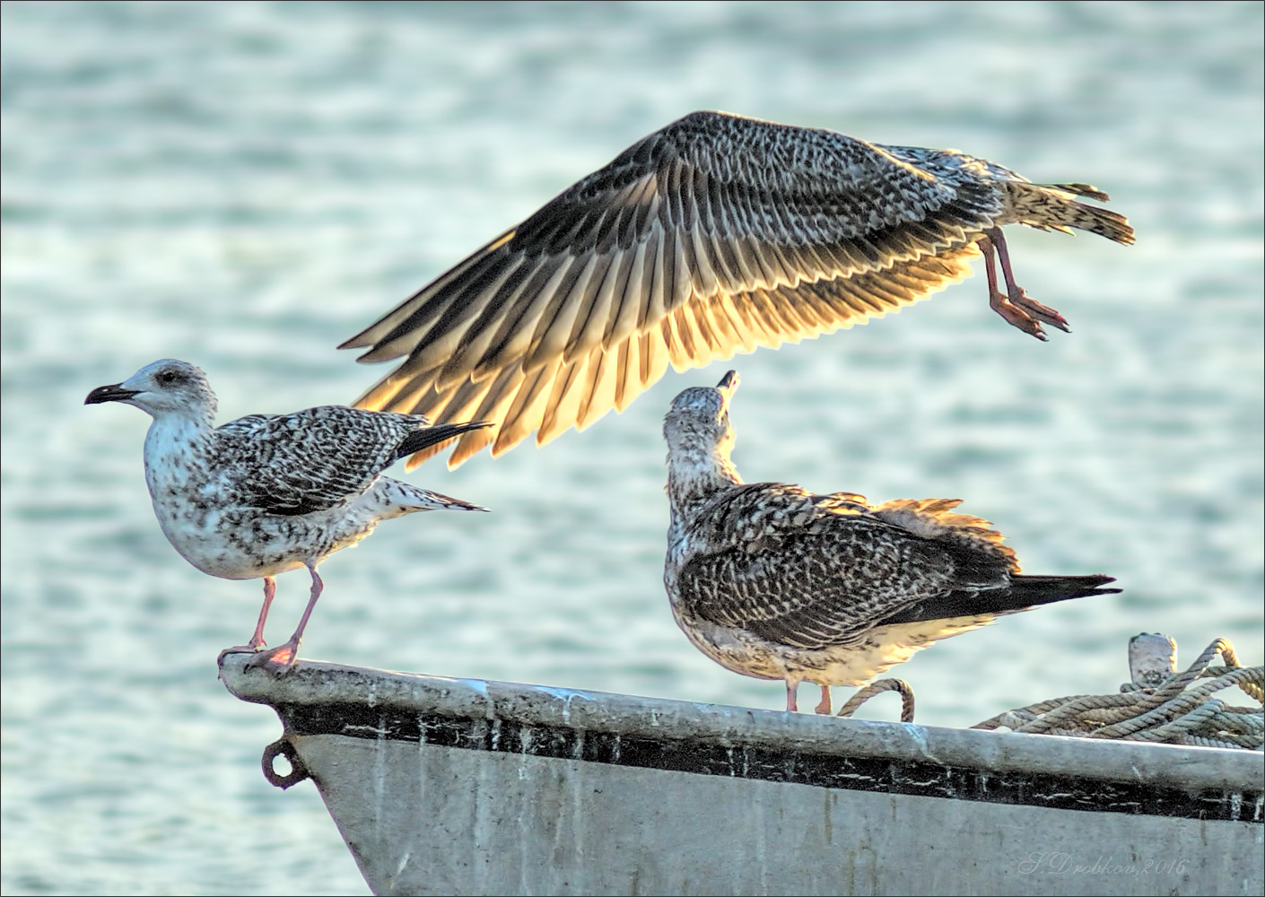 photo "Plumaje a contraluz" tags: nature, Europe, autumn, sunset, water, wild animals, птицы, фауна, чайка