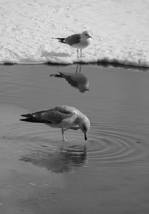 photo "***" tags: black&white, nature, 