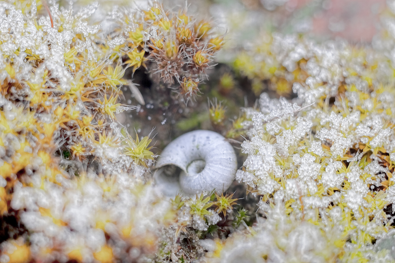 photo "***" tags: nature, macro and close-up, 