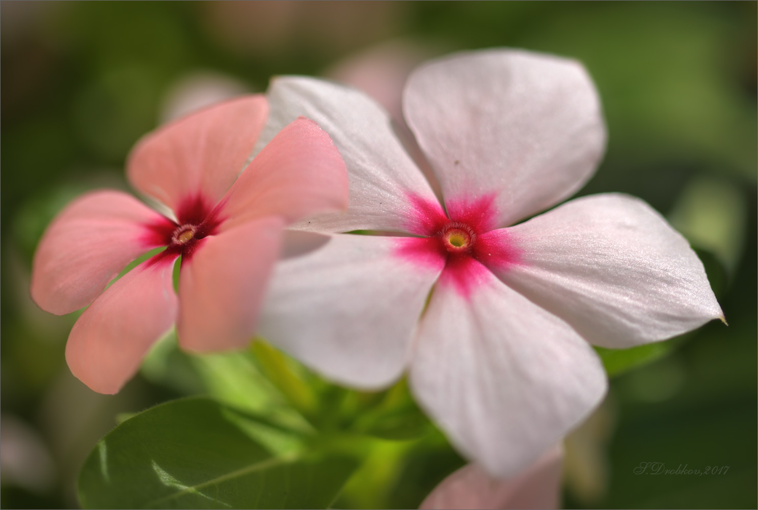 photo "Colores de otoño" tags: nature, macro and close-up, Europe, autumn, flowers