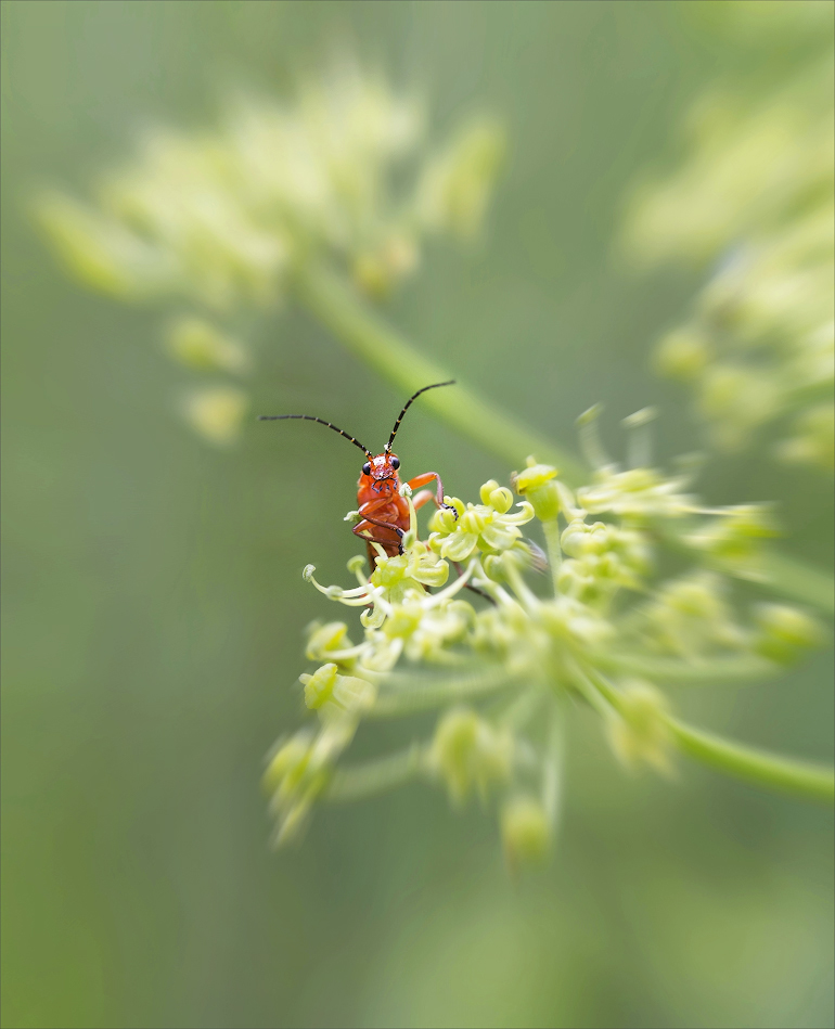 photo "***" tags: nature, macro and close-up, 