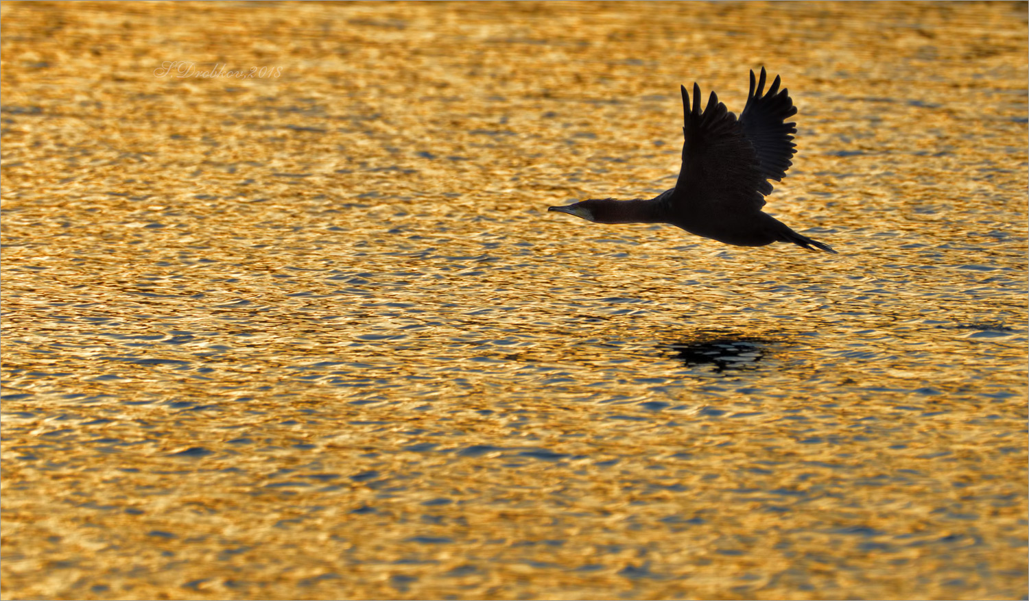 photo "Agua dorada" tags: nature, Europe, sunset, water, wild animals, winter, баклан, птицы, фауна