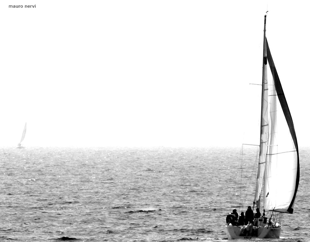 photo "seals" tags: black&white, 