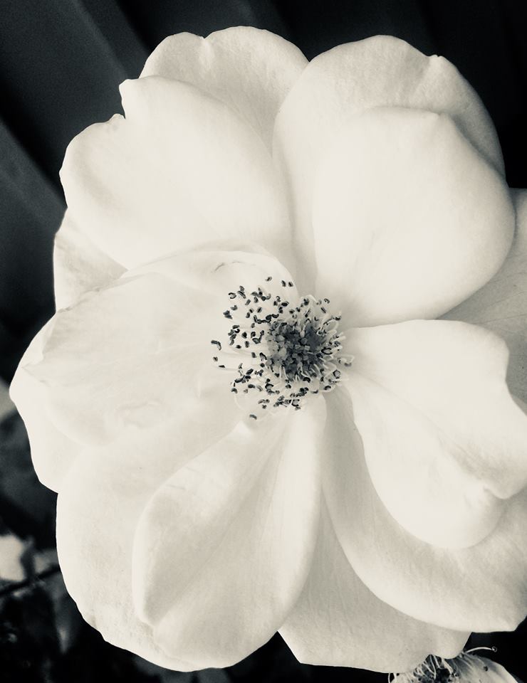 photo "Rosa Blanca" tags: nature, macro and close-up, black&white, closeup, flower, rose