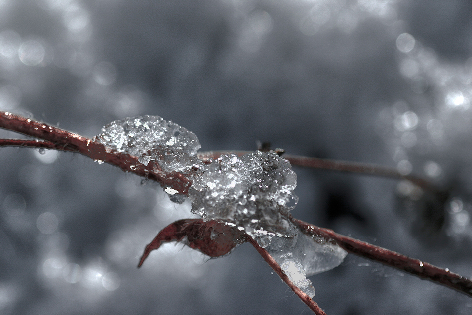 photo "Wet snow" tags: nature, 