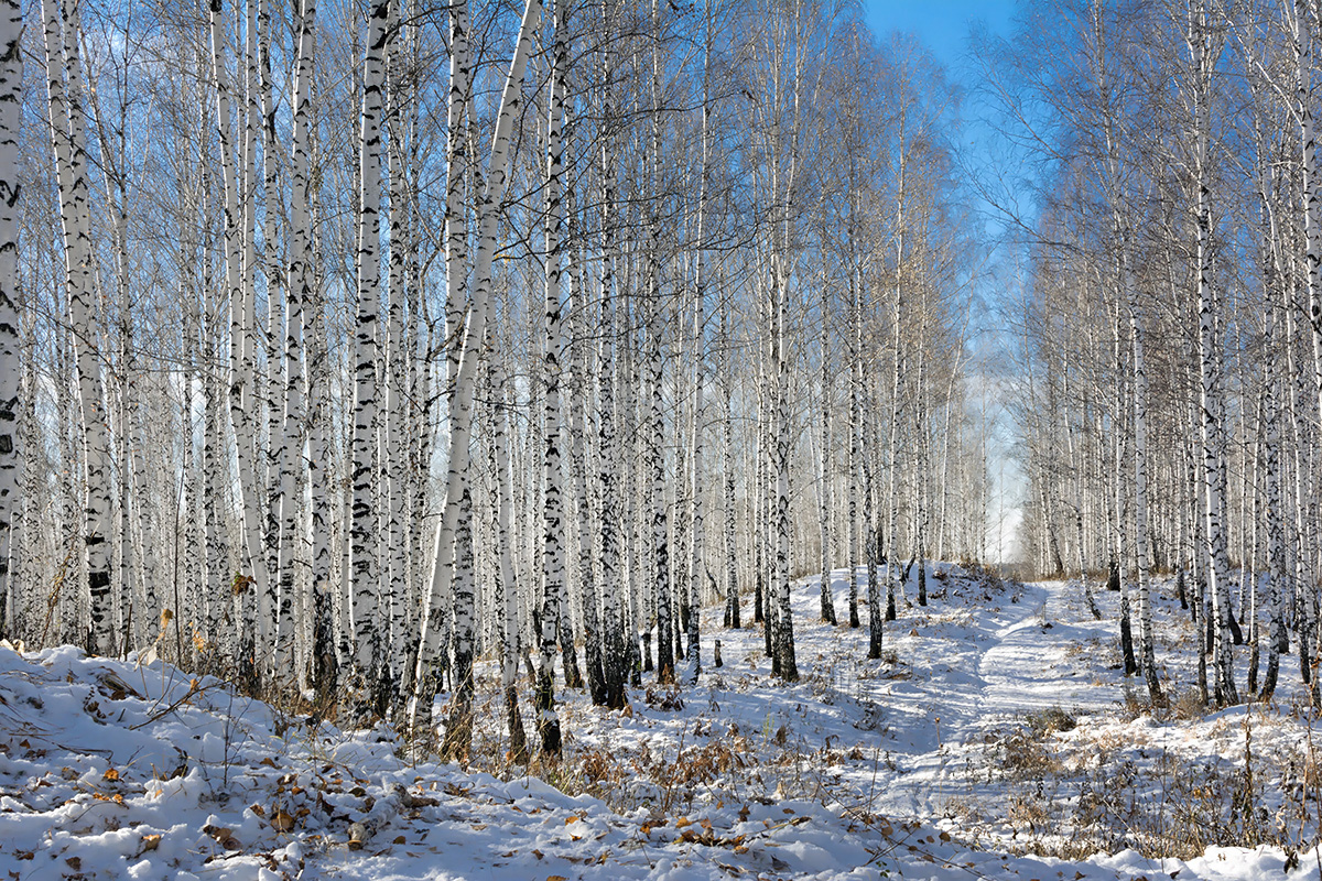 photo "***" tags: landscape, nature, birches, forest, snow, winter, берёзовая роща, зимний лес