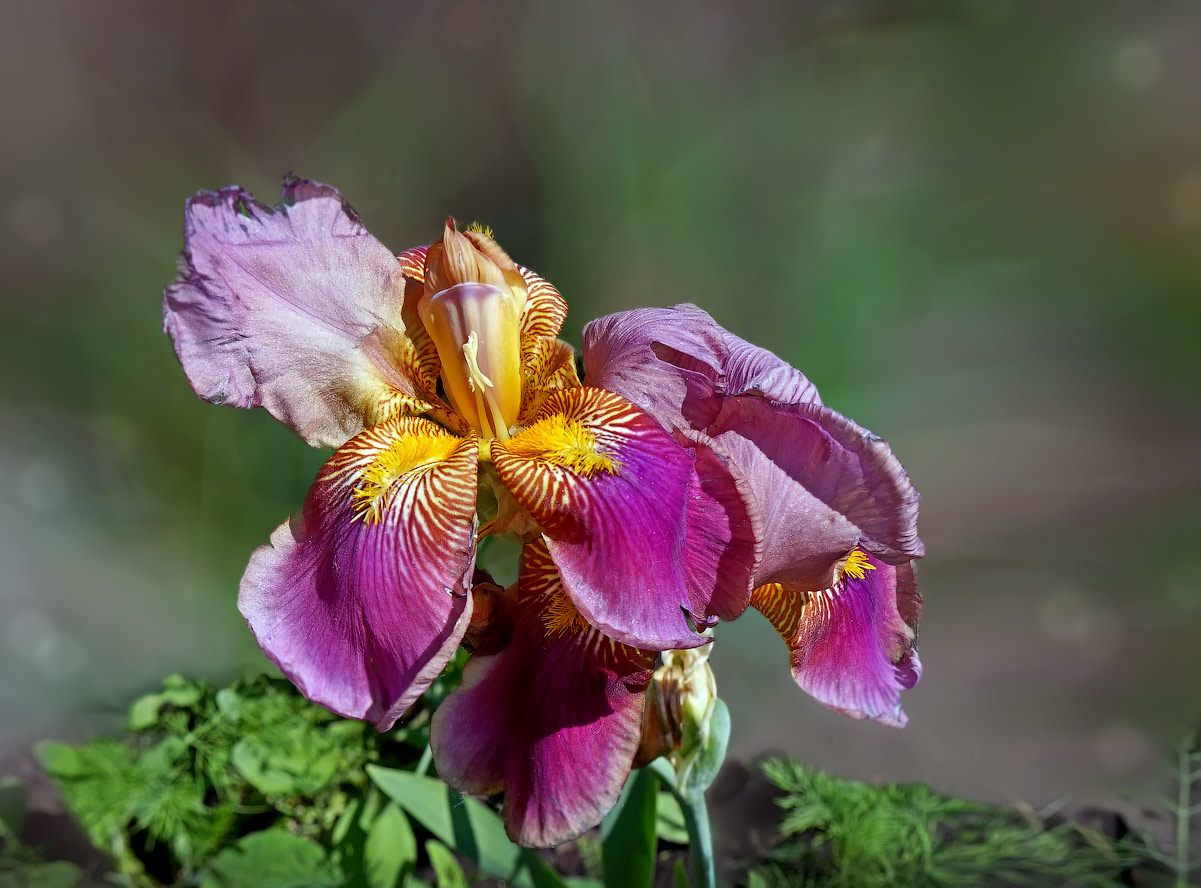 фото "Уральская "Орхидея"" метки: природа, макро и крупный план, ирис, цветок