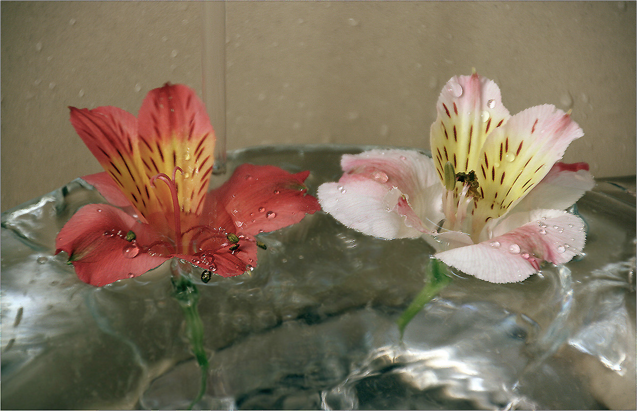 photo "Morning shower" tags: still life, macro and close-up, 