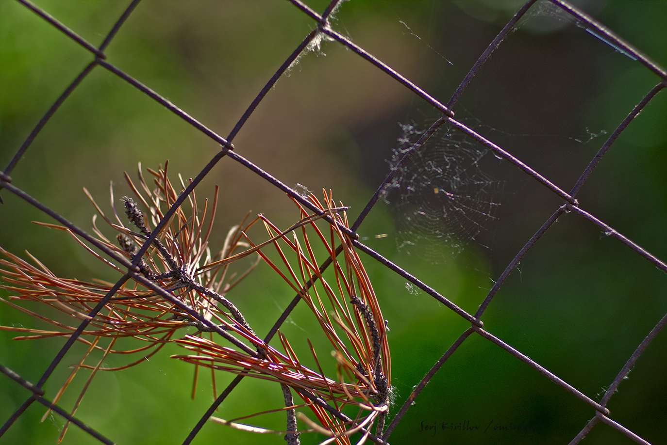 photo "***" tags: nature, macro and close-up, spring