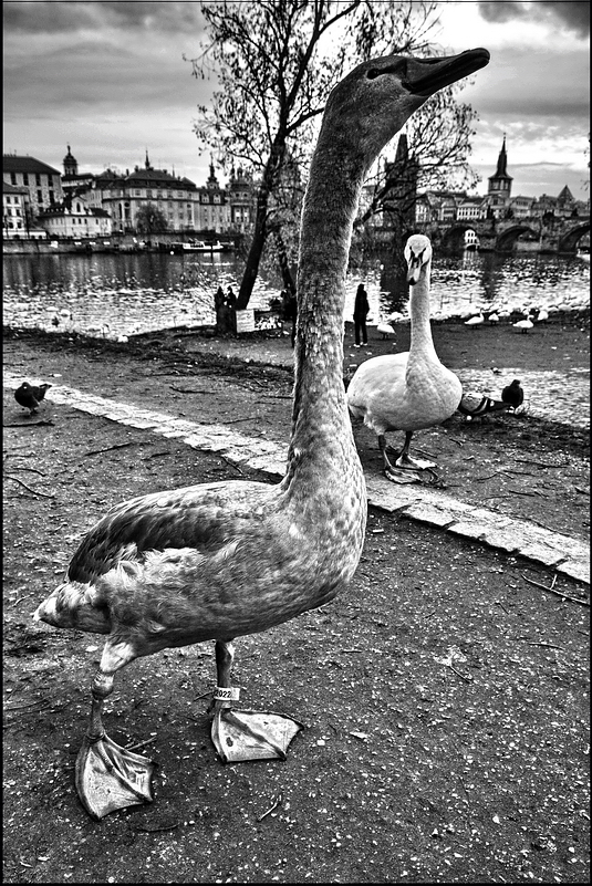 фото "Моментка с набережная" метки: черно-белые, Prag, Praha, Прага