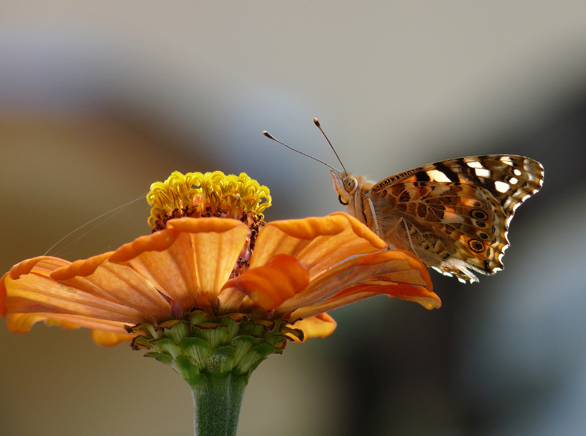 photo "***" tags: macro and close-up, nature, portrait, insect