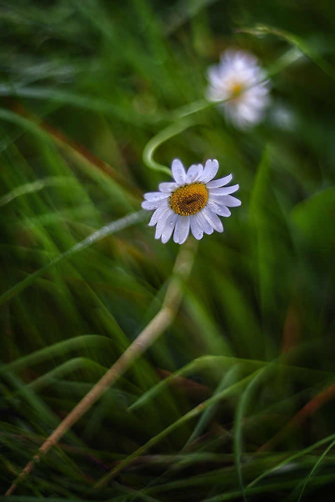 photo "***" tags: macro and close-up, nature, 