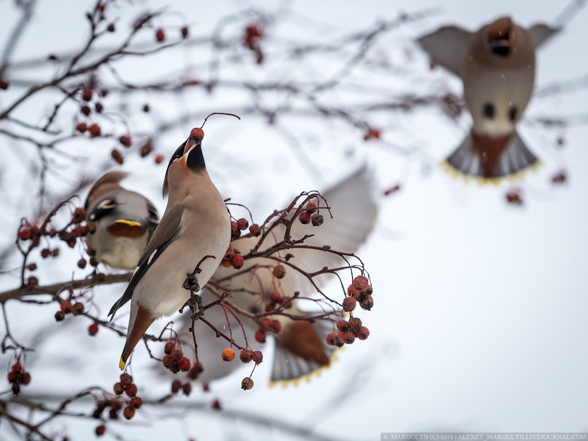 photo "***" tags: nature, bird, свиристель