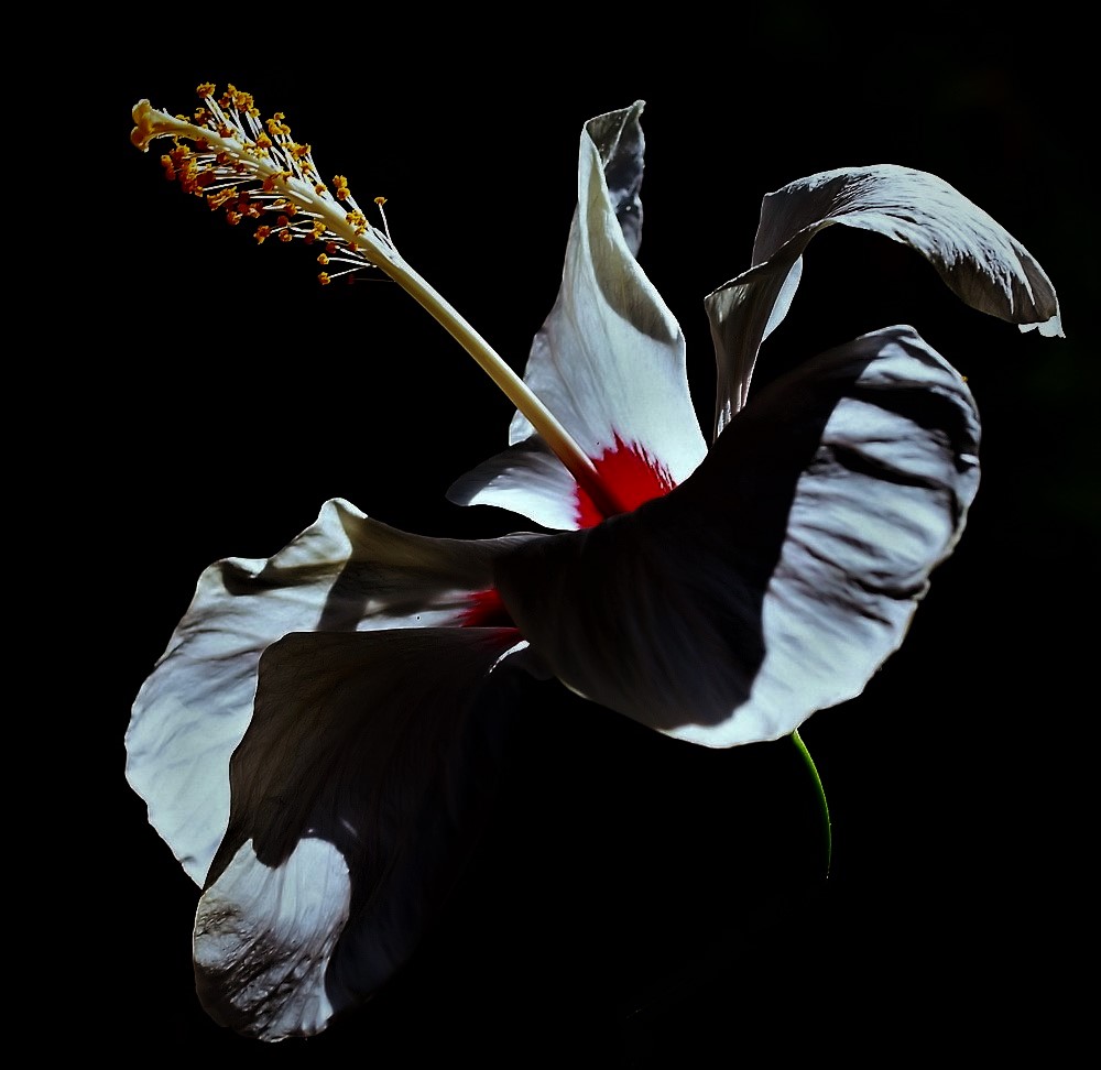 photo ""White Hibiscus"" tags: nature, macro and close-up, 