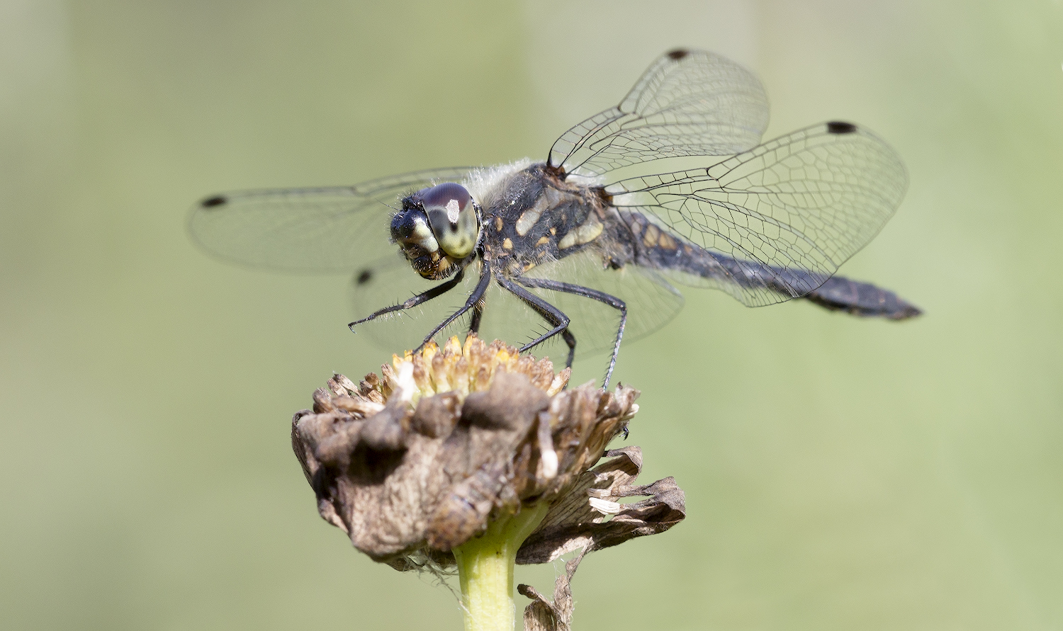 photo "***" tags: macro and close-up, 