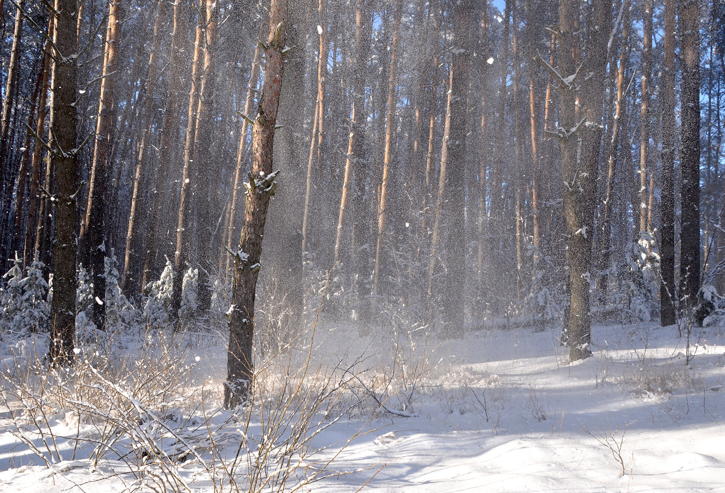 photo "***" tags: landscape, forest, winter, метель