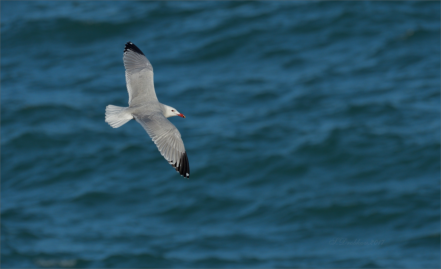 photo "Mar azul" tags: nature, Europe, sea, spring, water, wild animals, птицы, фауна, чайка