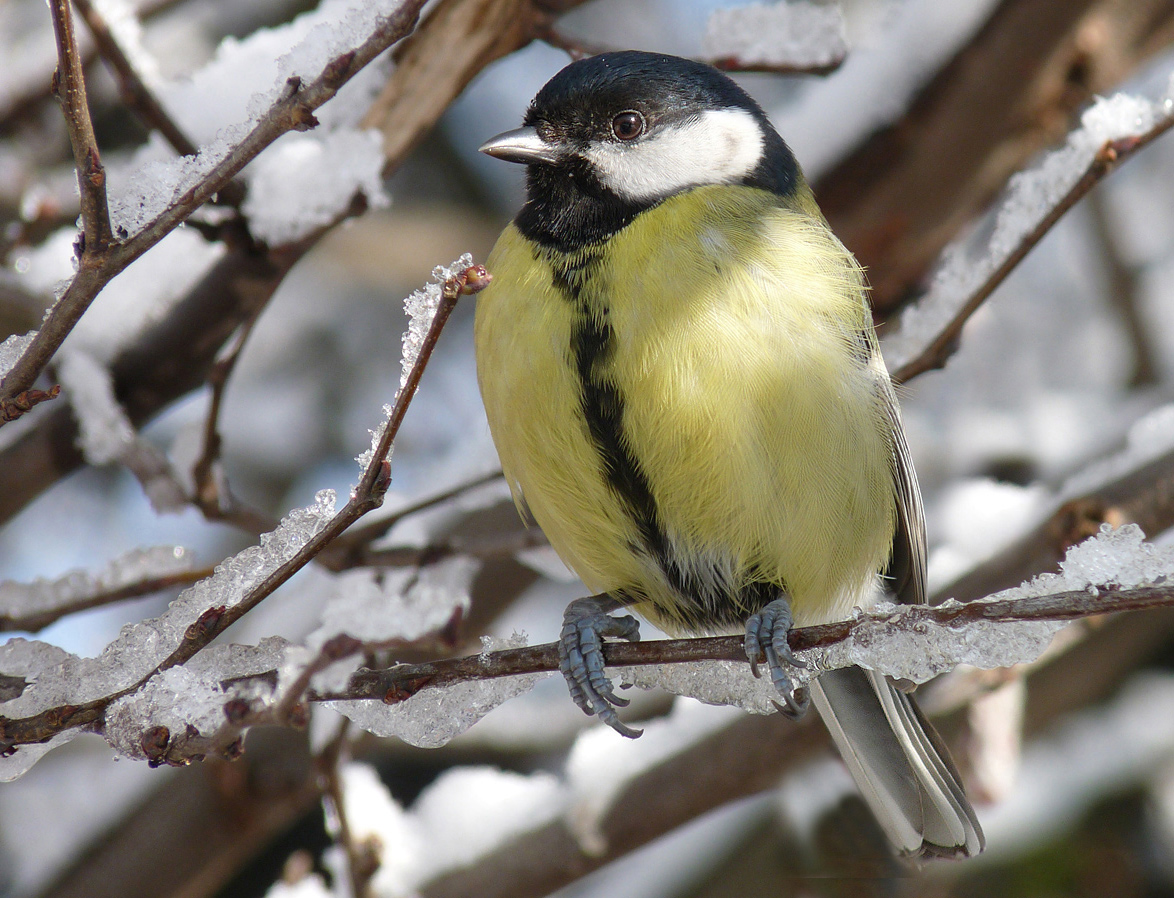 photo "***" tags: macro and close-up, portrait, winter