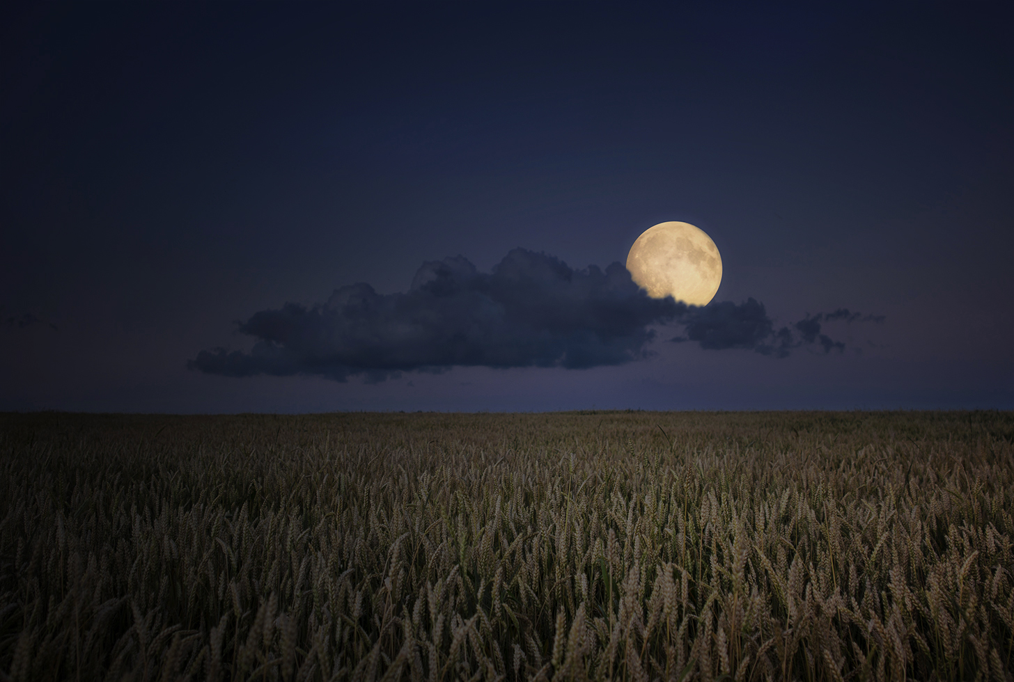 Озаренный светом луны. Ночное поле. Поле ночью. Ночное поле с луной. Степь ночью.