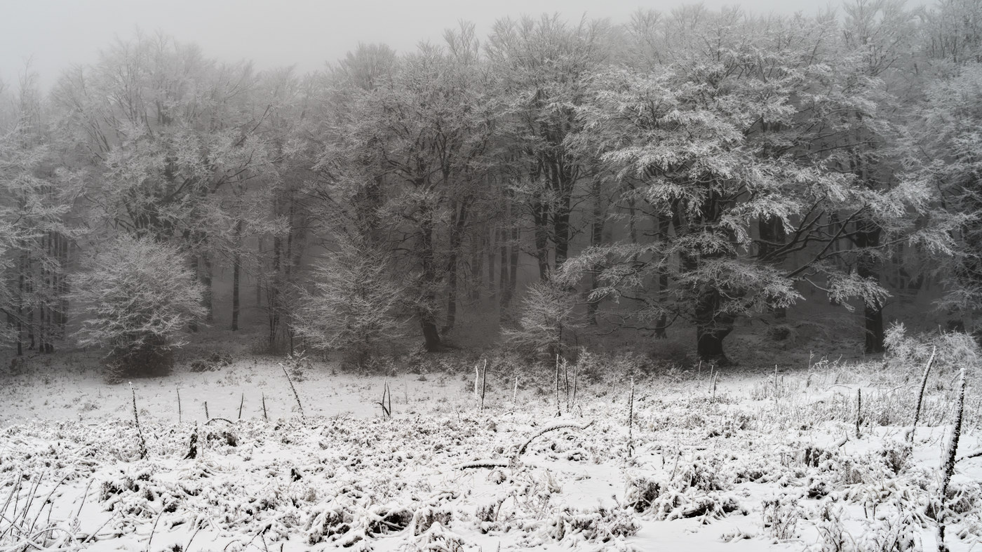 фото "Зимний лес" метки: пейзаж, 