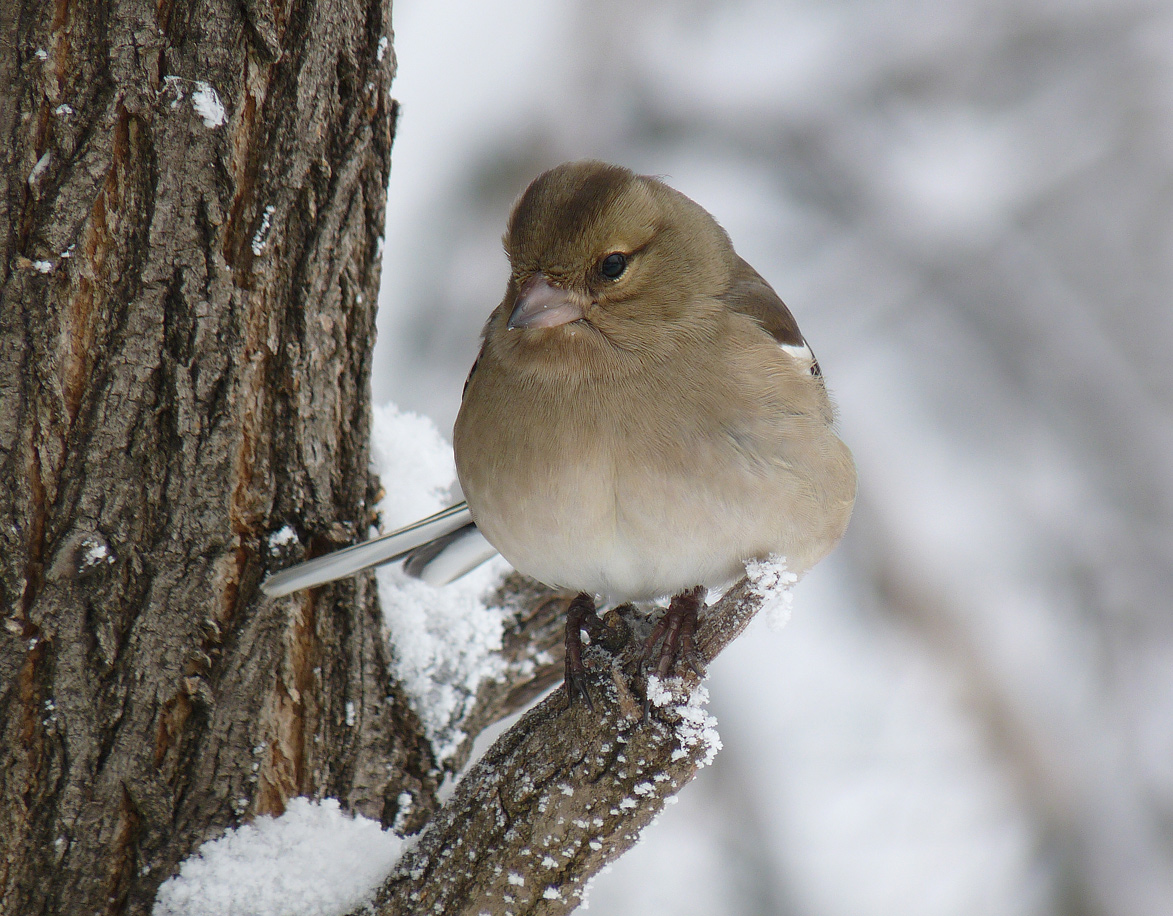 photo "***" tags: macro and close-up, wild animals