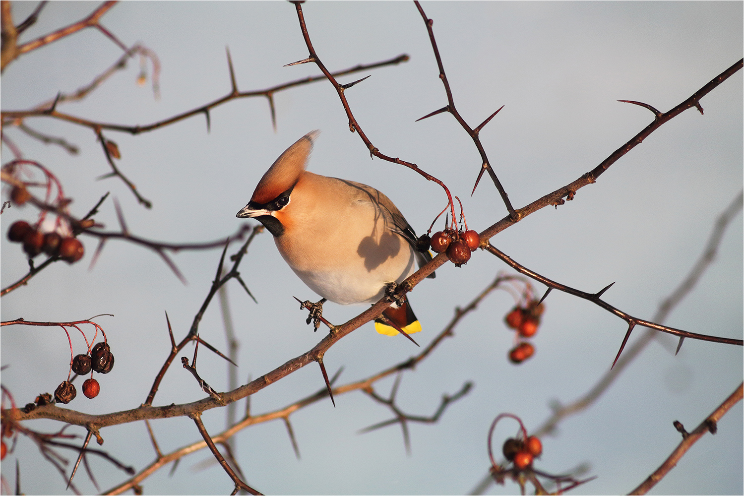 photo "***" tags: travel, nature, macro and close-up, bird, road, sky, village, winter, деревья, жёлтый, птицы, шипы