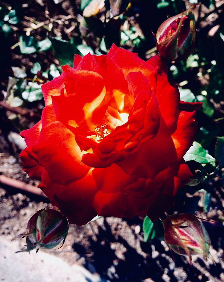 фото "***" метки: природа, макро и крупный план, closeup, flower, rose, rose buds