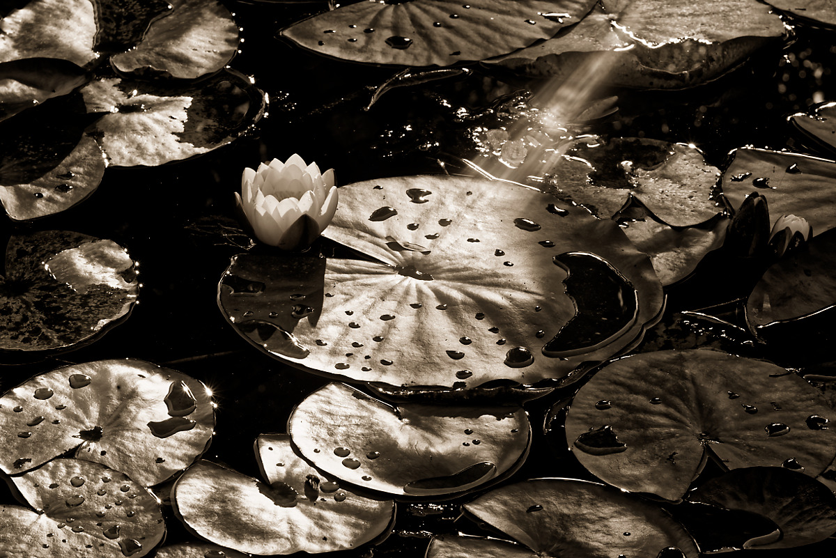 фото "***" метки: природа, черно-белые, 