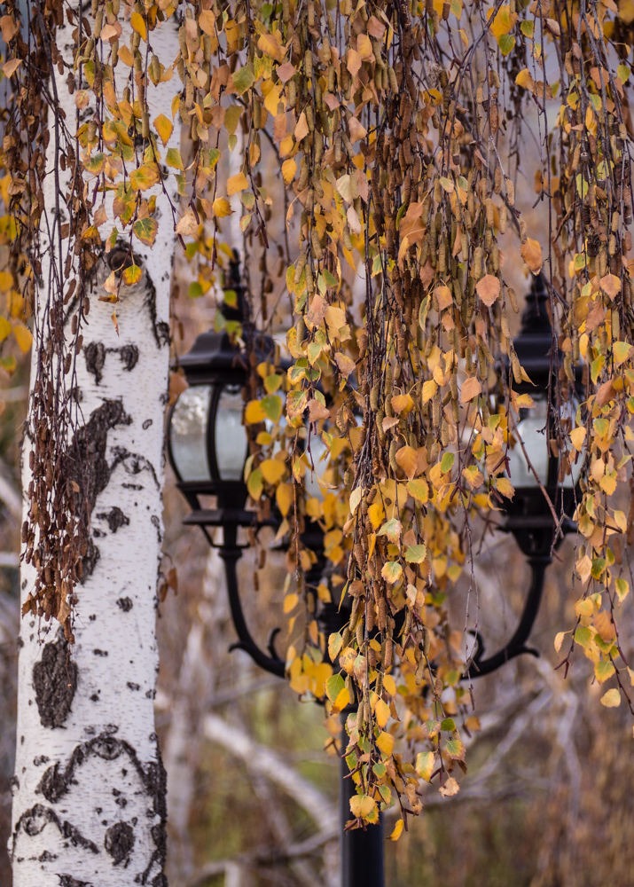 фото "Осень" метки: город, разное, Осень берёза  фонарь fall birc