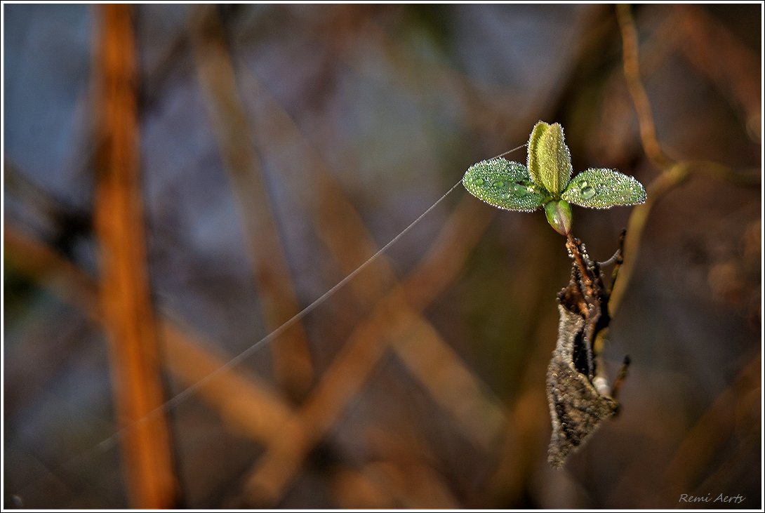 photo "***" tags: nature, macro and close-up, 