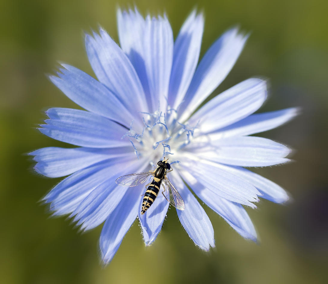 photo "***" tags: macro and close-up, 