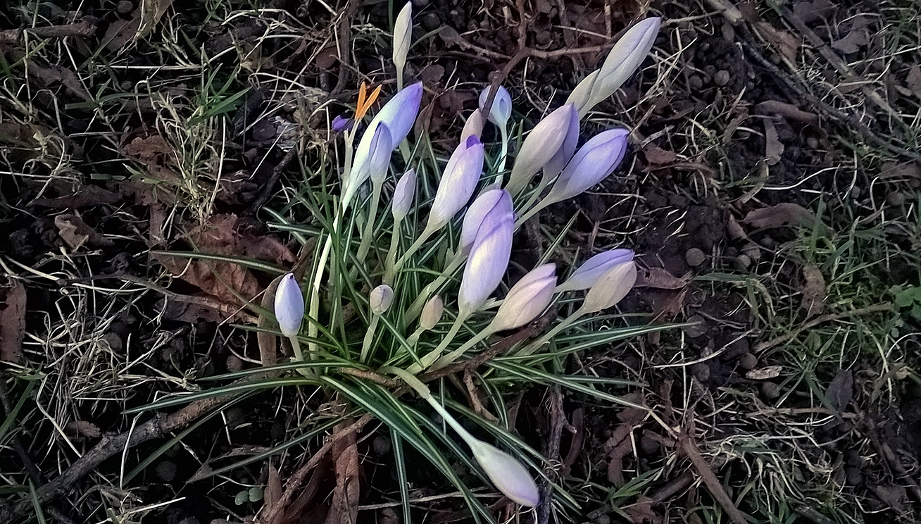 photo "***" tags: nature, street, city, flowers, winter, январь