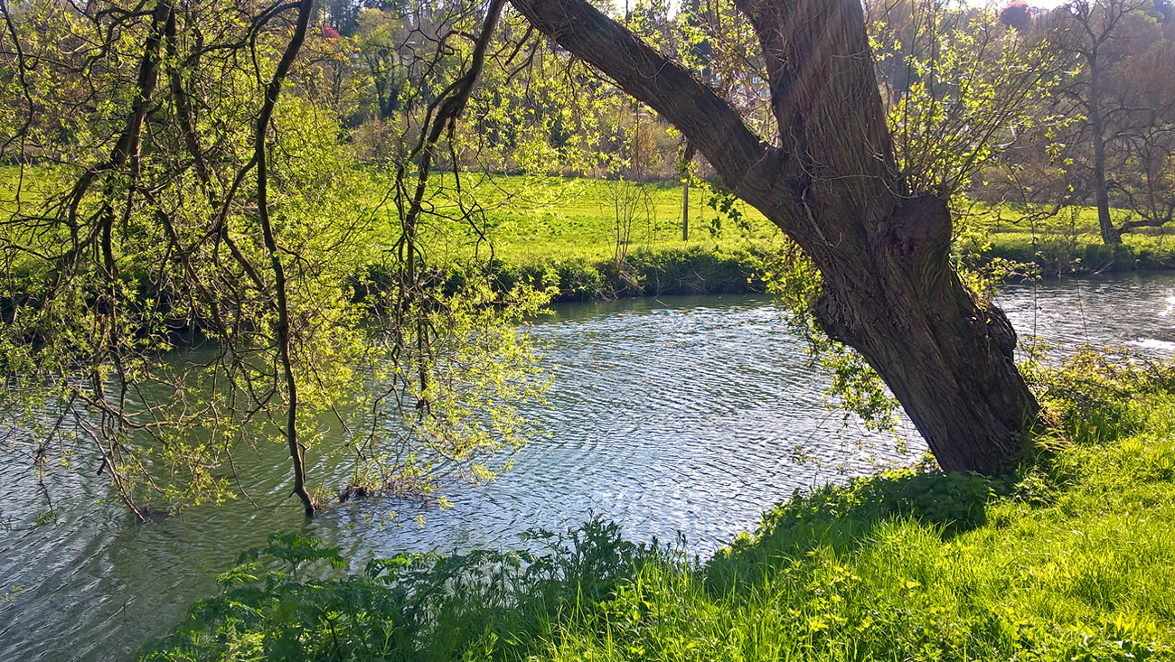 photo "***" tags: nature, river, spring, sun, дерева