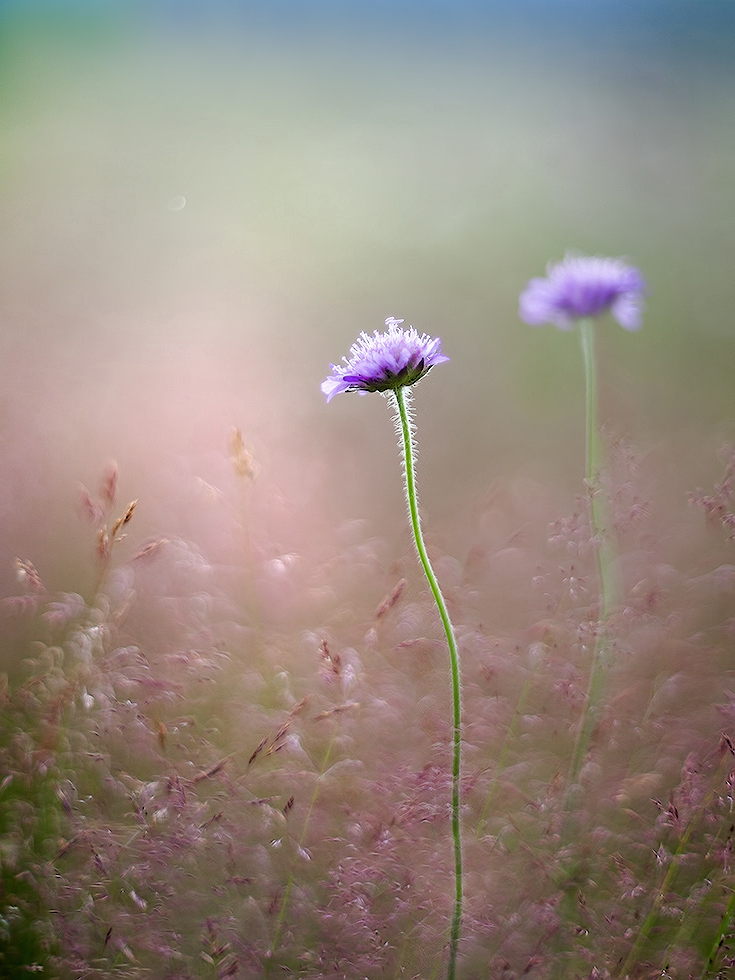 photo "***" tags: macro and close-up, nature, 