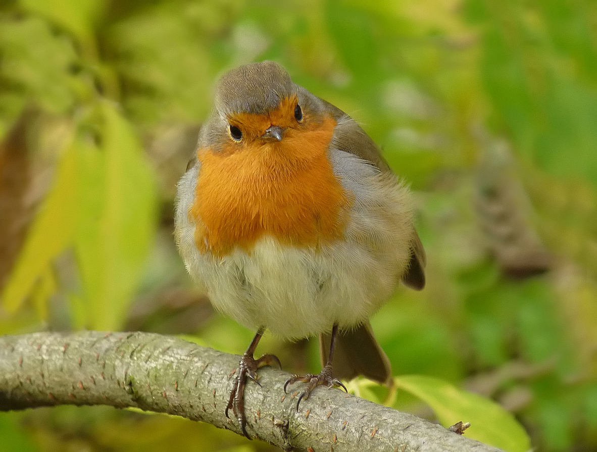 photo "***" tags: macro and close-up, portrait, wild animals