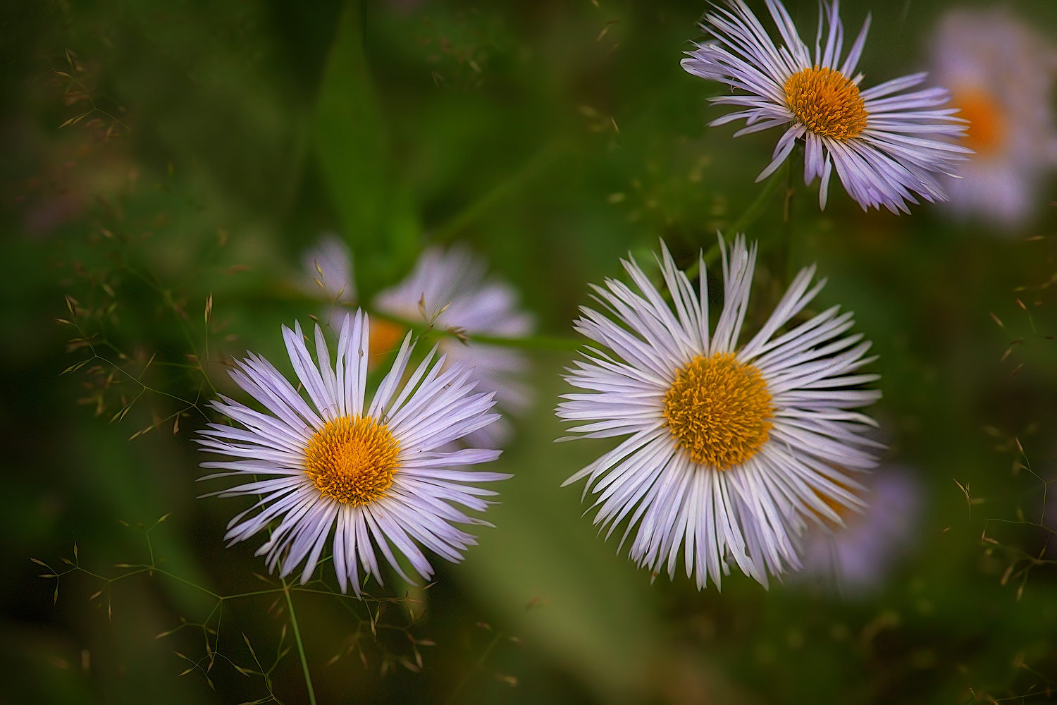 photo "***" tags: macro and close-up, 