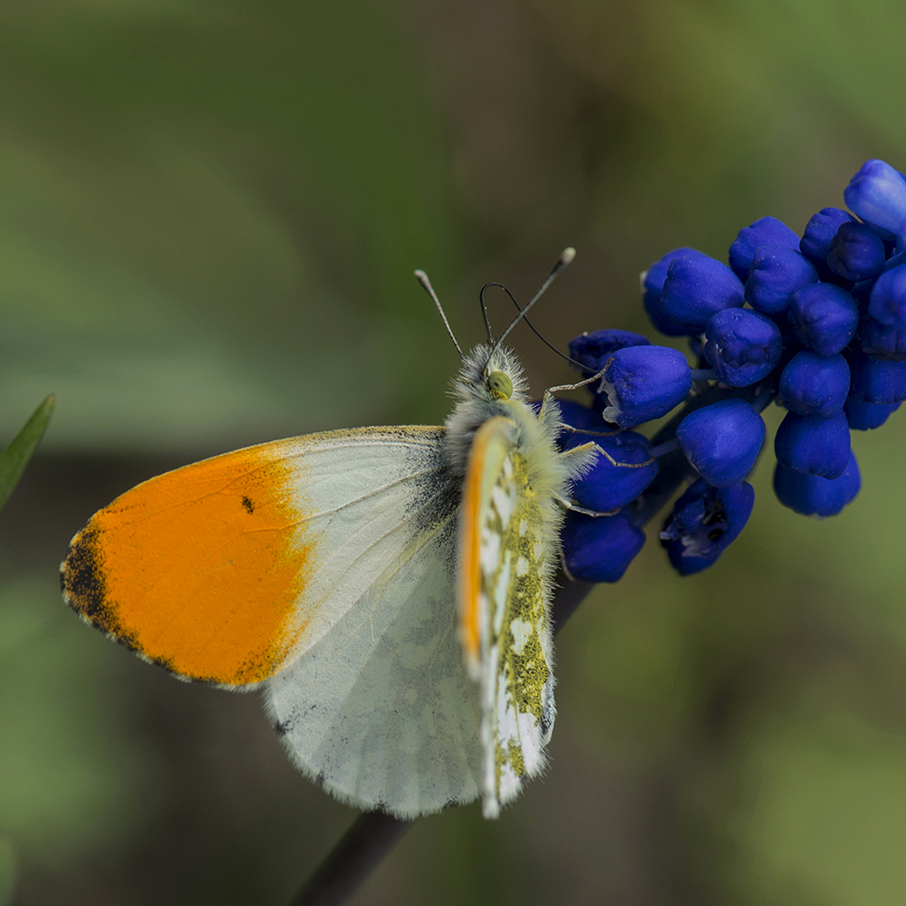 фото "Зорька" метки: макро и крупный план, бабочки