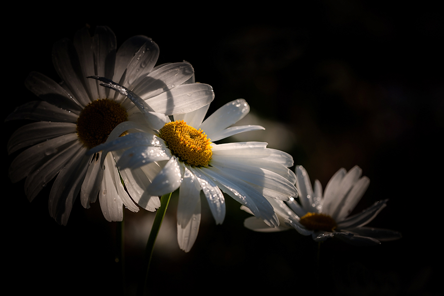 photo "***" tags: nature, macro and close-up, flowers, light, ромашки