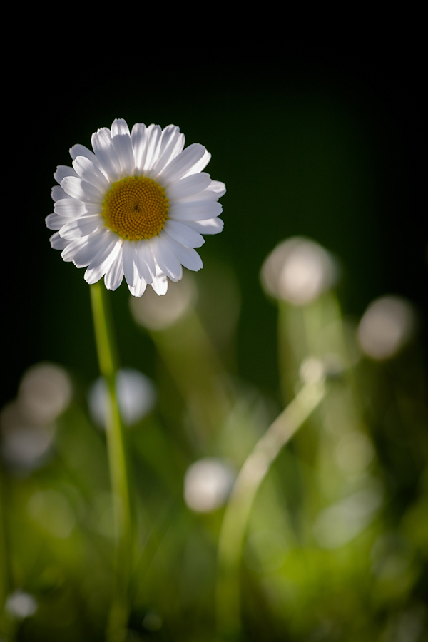 photo "***" tags: nature, flowers, ромашки