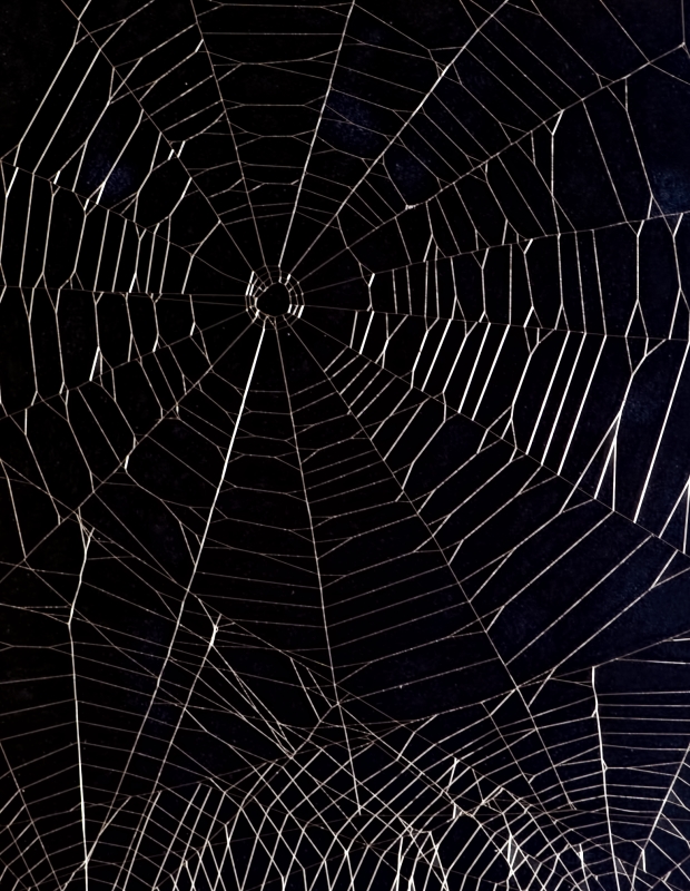 photo "My entry to cobweb photography" tags: humor, 