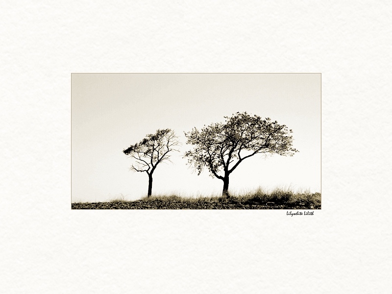 photo "two trees" tags: landscape, street, 