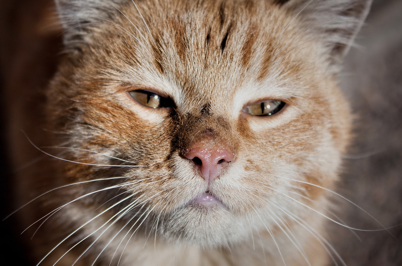 photo "солнечный кот" tags: misc., street, macro and close-up, cat, tomcat, коты, котэ, кошки, морда