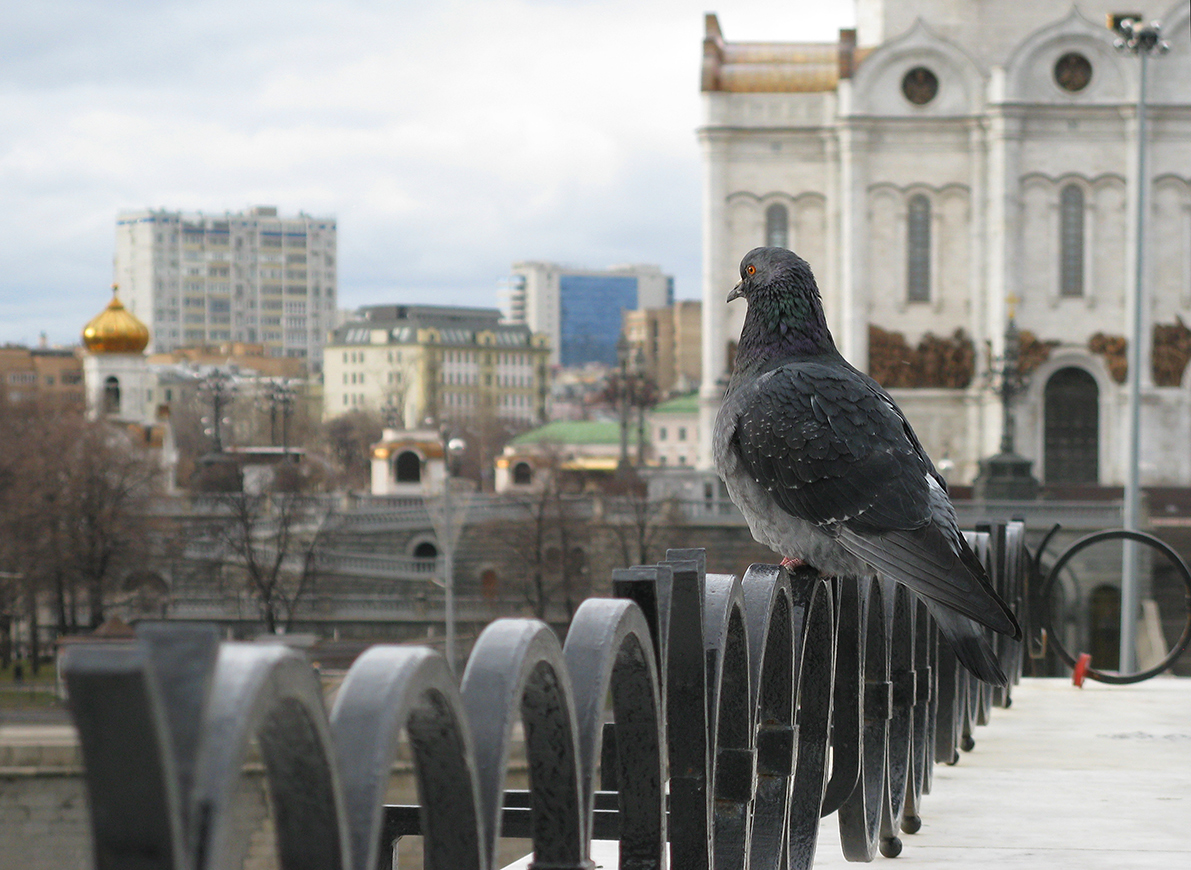 photo "***" tags: city, nature, 