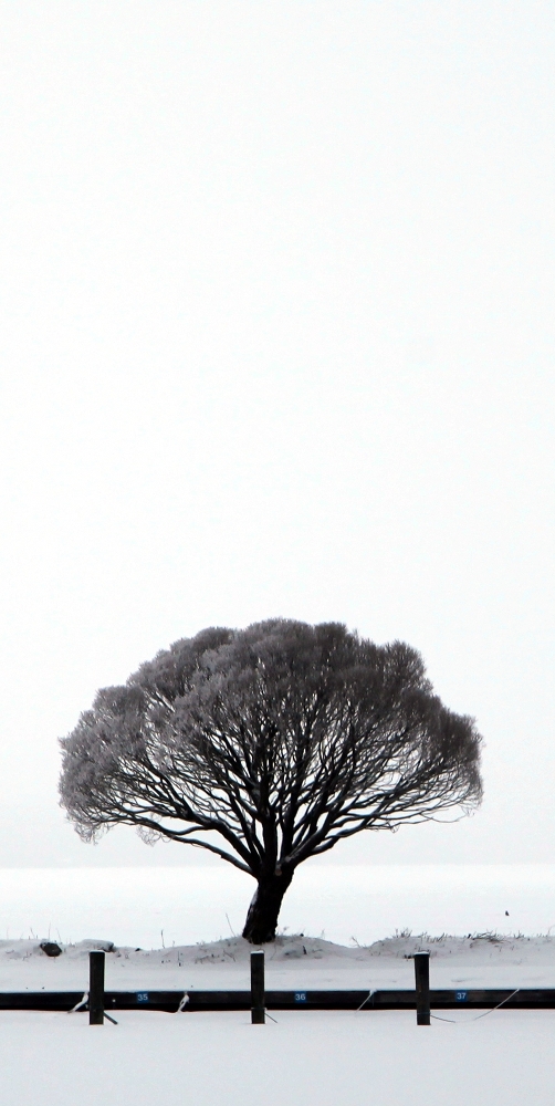 photo "lonely tree" tags: landscape, nature, 