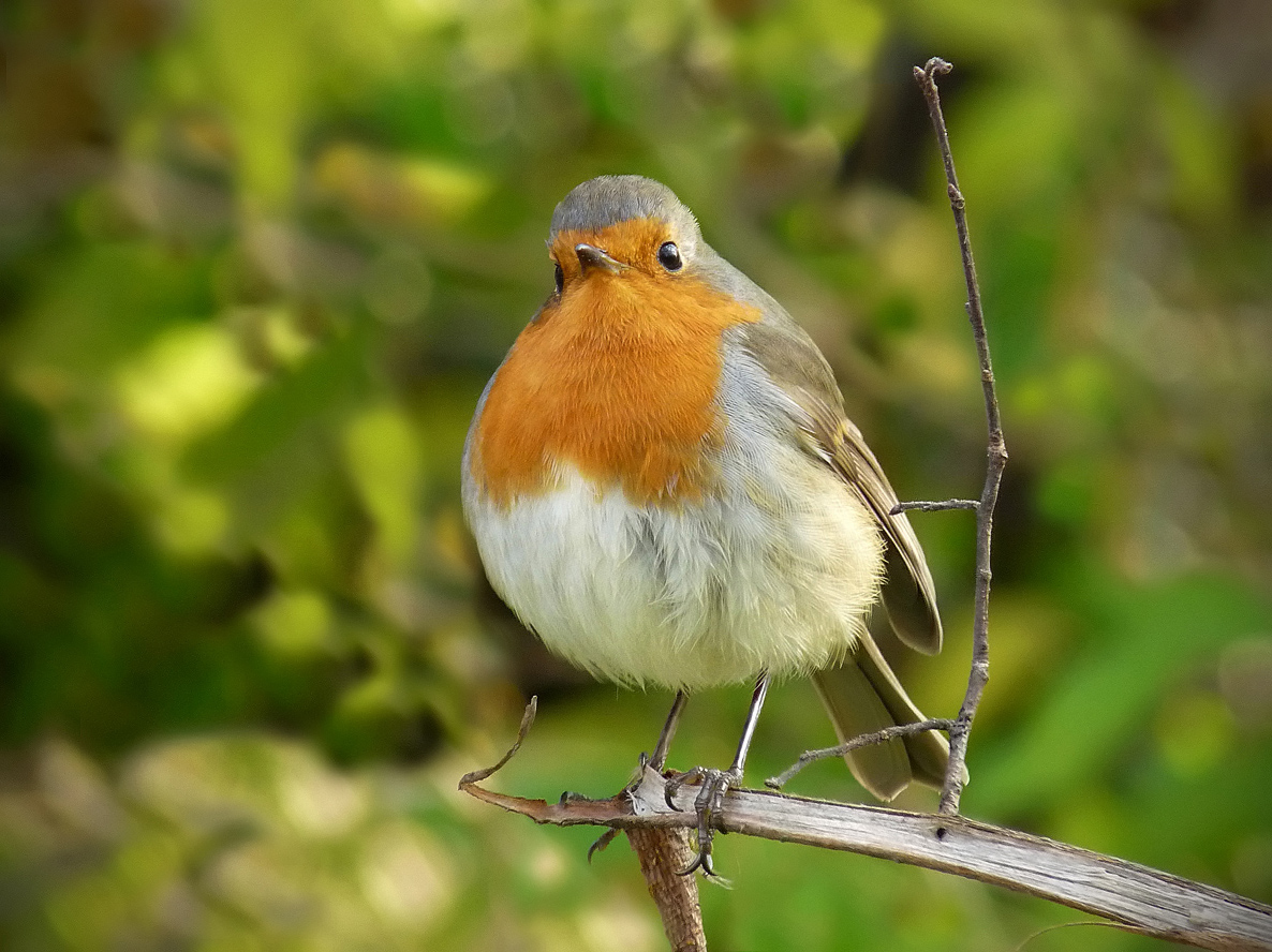 photo "***" tags: nature, macro and close-up, portrait, wild animals