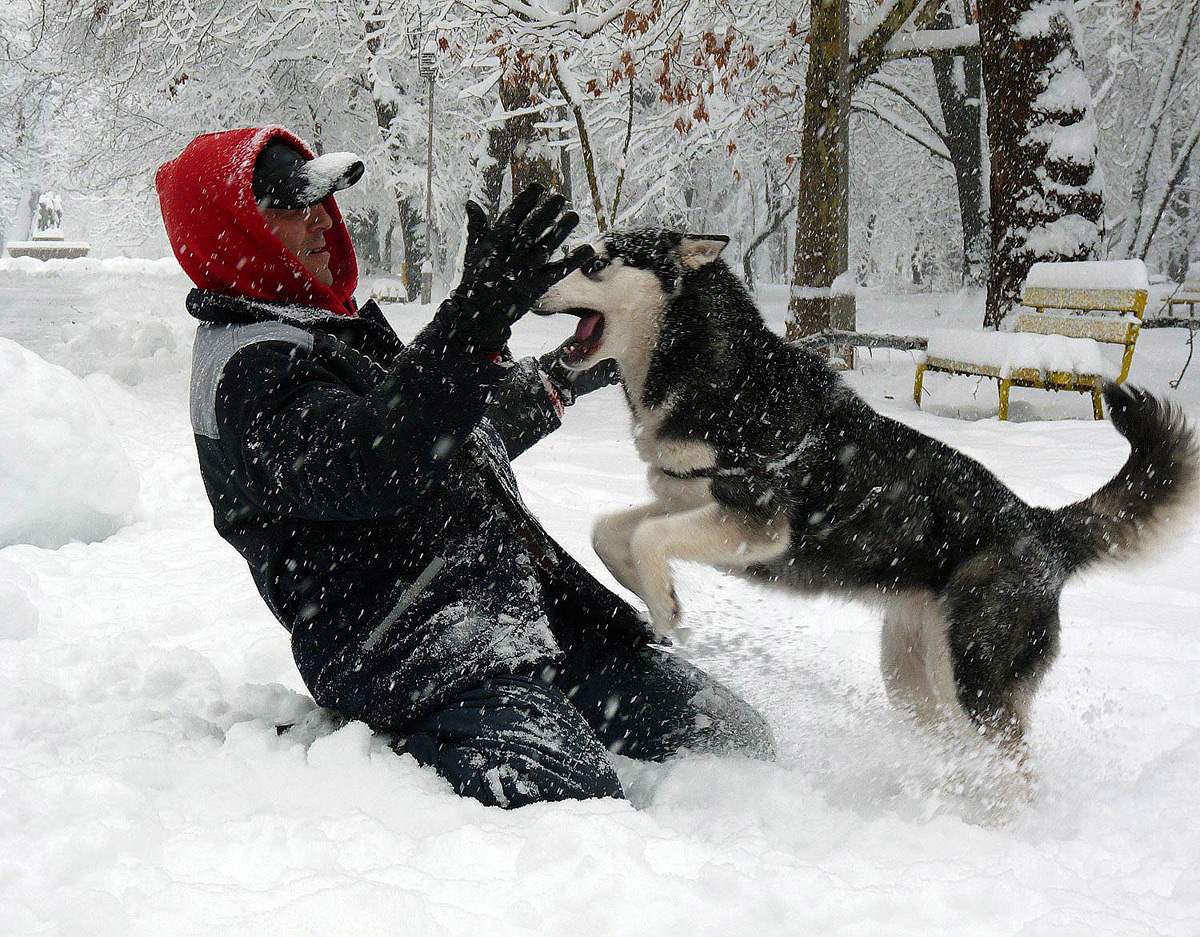 photo "***" tags: nature, street, pets/farm animals, winter