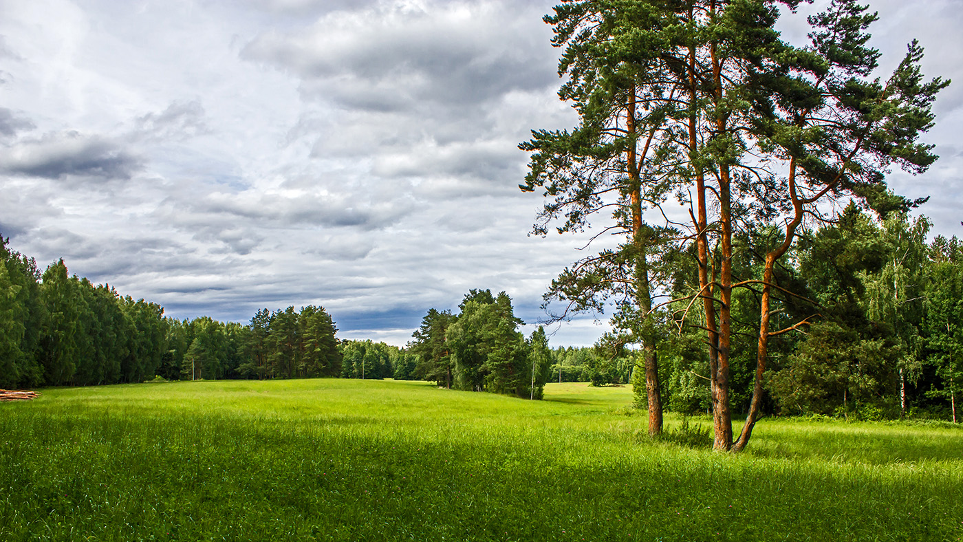 photo "***" tags: landscape, Полоцк лес лето сосны