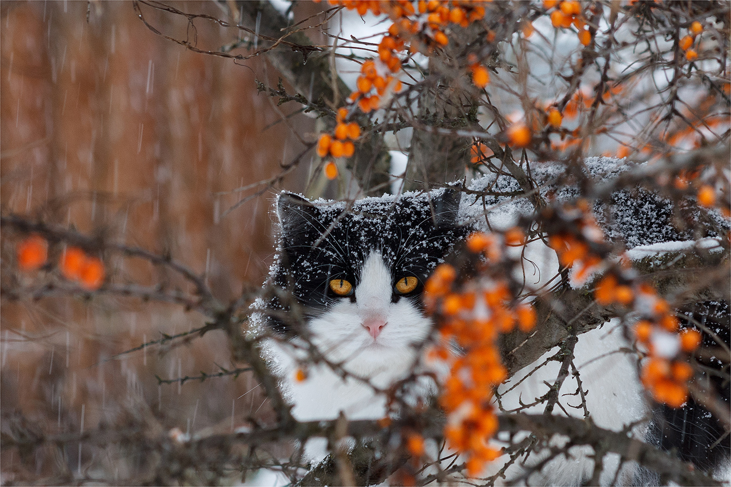 фото "***" метки: природа, макро и крупный план, фрагмент, Ягоды, глаза, деревья, зима, кот, снег
